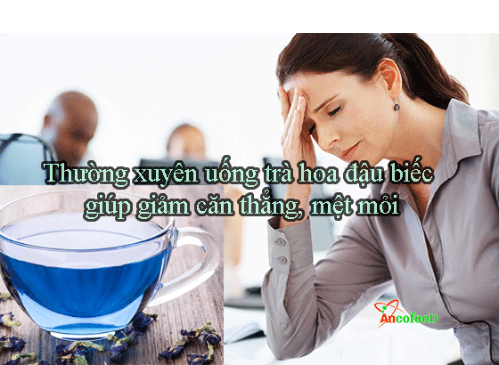 công dụng của hoa đậu biếc